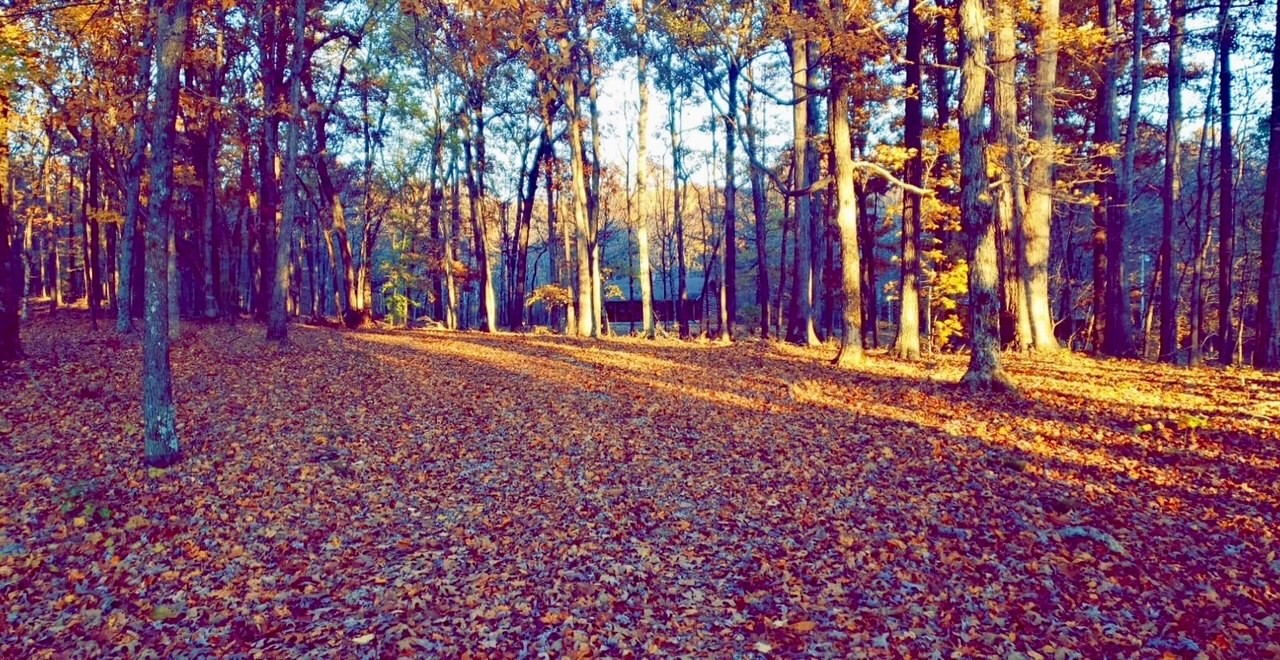 1300 Ridge Road Dickson, TN 37055 - Photo 62 of 64 a view of large trees with a wooden fence