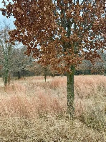 a view of a lake with a tree