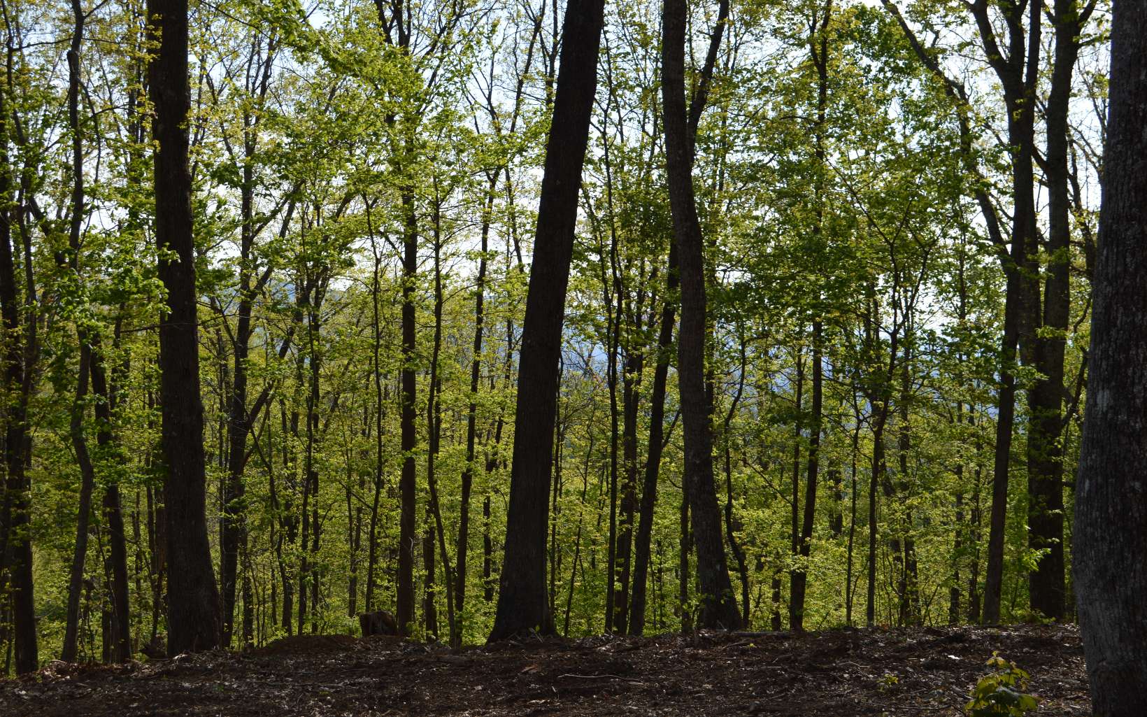 Additional View