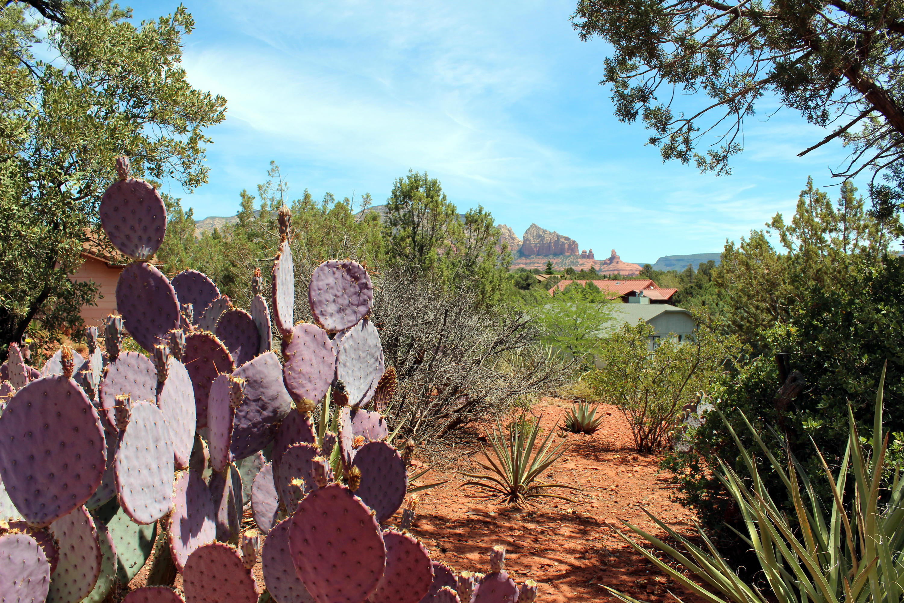 225 Ross Road Sedona, AZ 86336 - Photo 13 of 26 225 Ross Rd - Desert Vegetation & Views