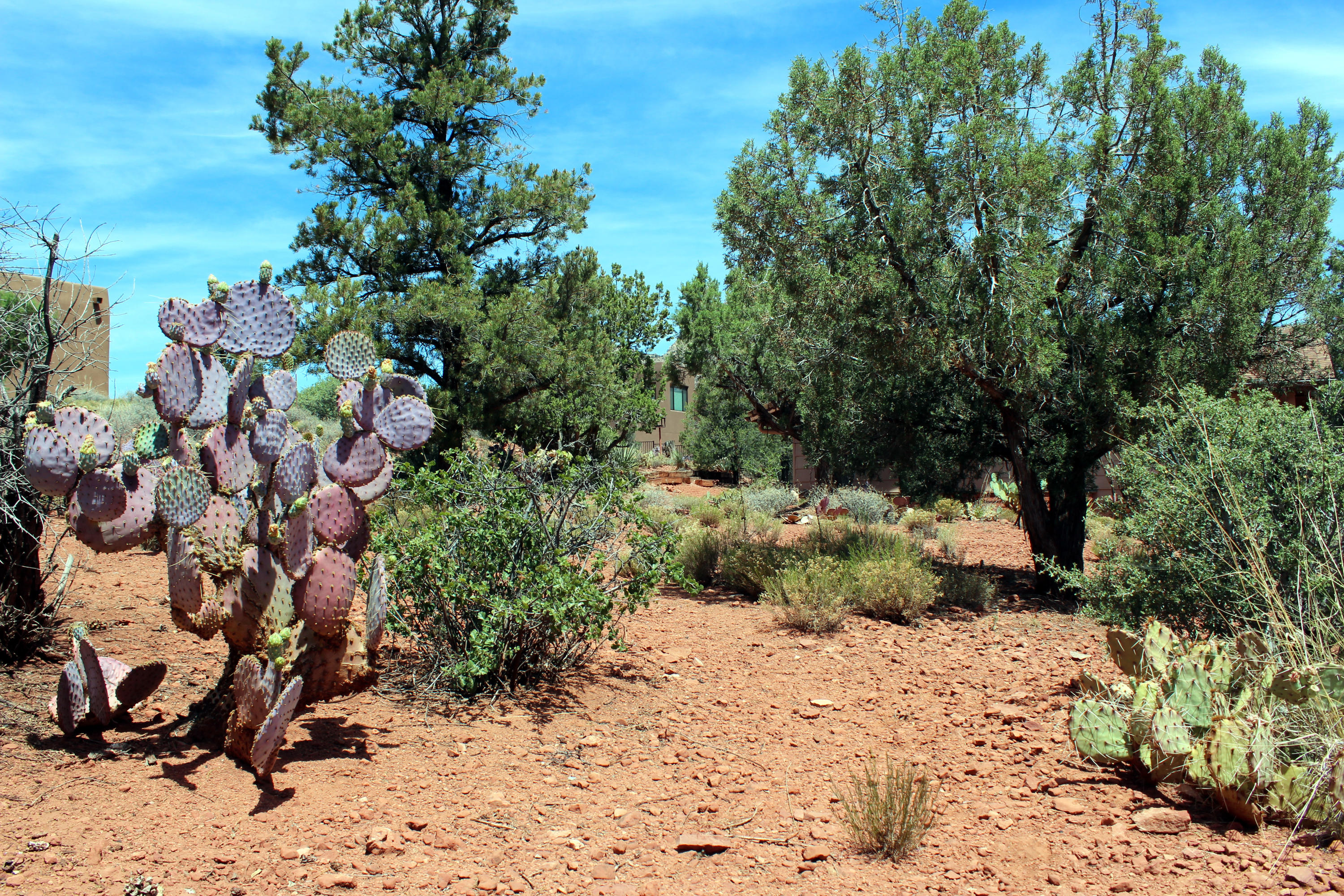 225 Ross Road Sedona, AZ 86336 - Photo 19 of 26 225 Ross Rd - Desert Vegetation