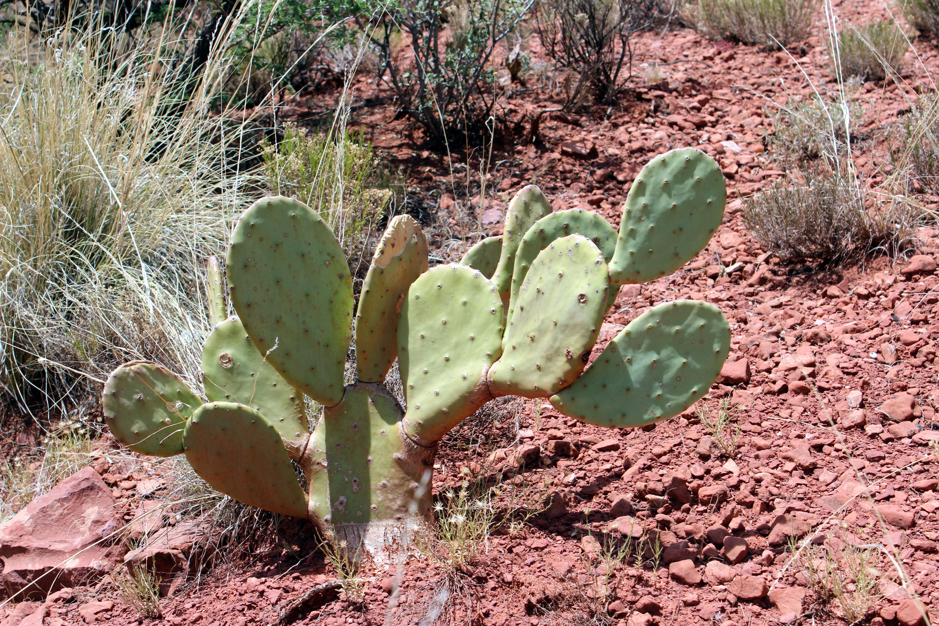 225 Ross Road Sedona, AZ 86336 - Photo 20 of 26 225 Ross Rd - Desert Vegetation
