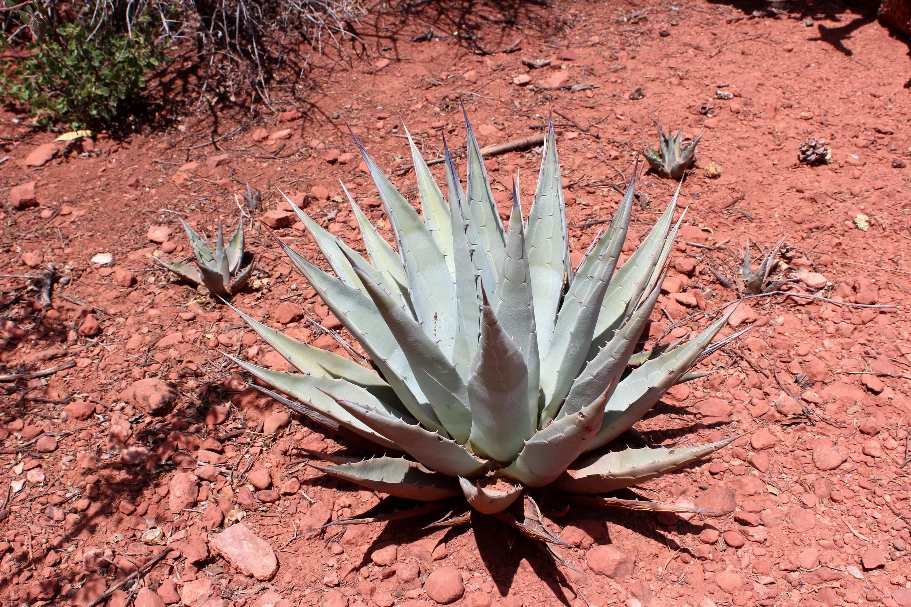 225 Ross Road Sedona, AZ 86336 - Photo 21 of 26 225 Ross Rd - Desert Vegetation
