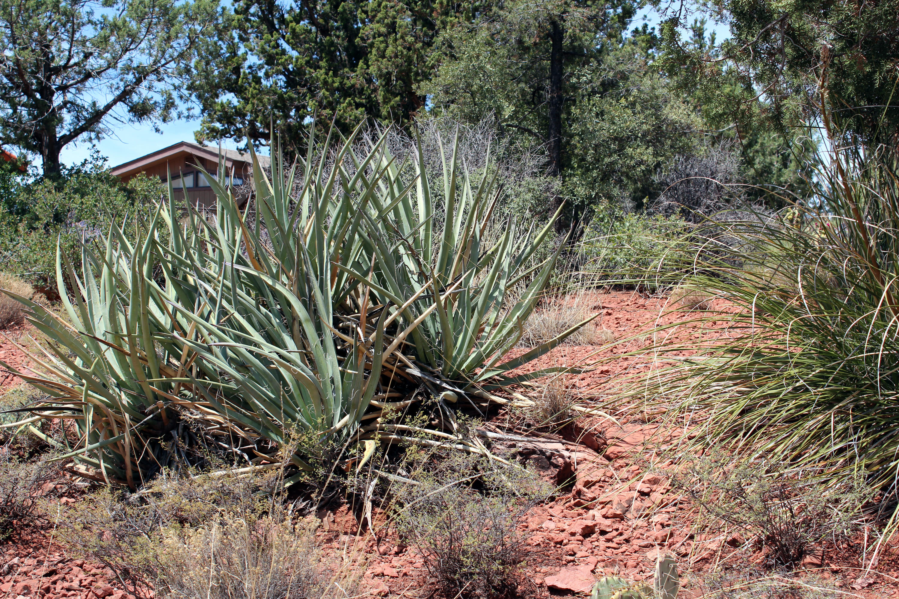 225 Ross Road Sedona, AZ 86336 - Photo 22 of 26 225 Ross Rd - Desert Vegetation