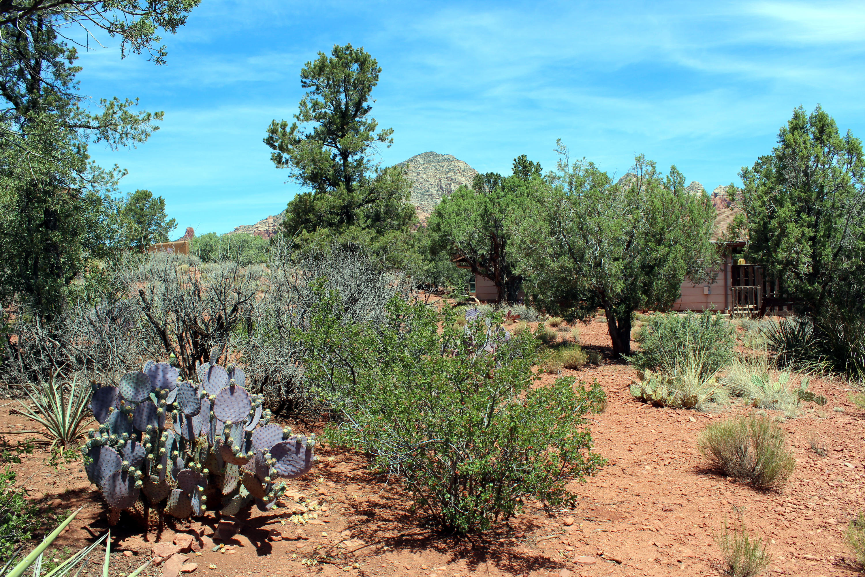 225 Ross Road Sedona, AZ 86336 - Photo 7 of 26 225 Ross Rd - Desert Vegetation