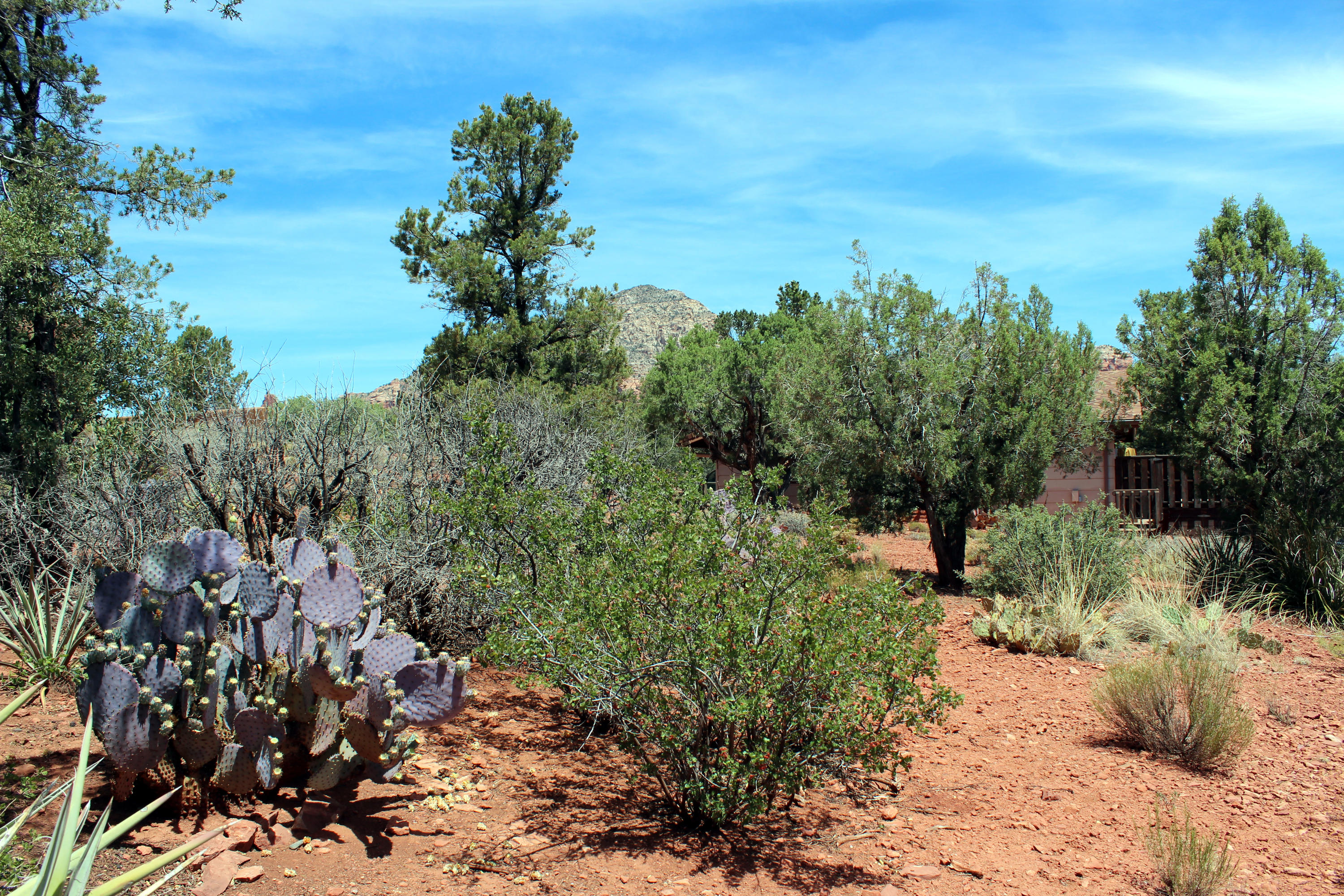 225 Ross Road Sedona, AZ 86336 - Photo 8 of 26 225 Ross Rd - Desert Vegetation