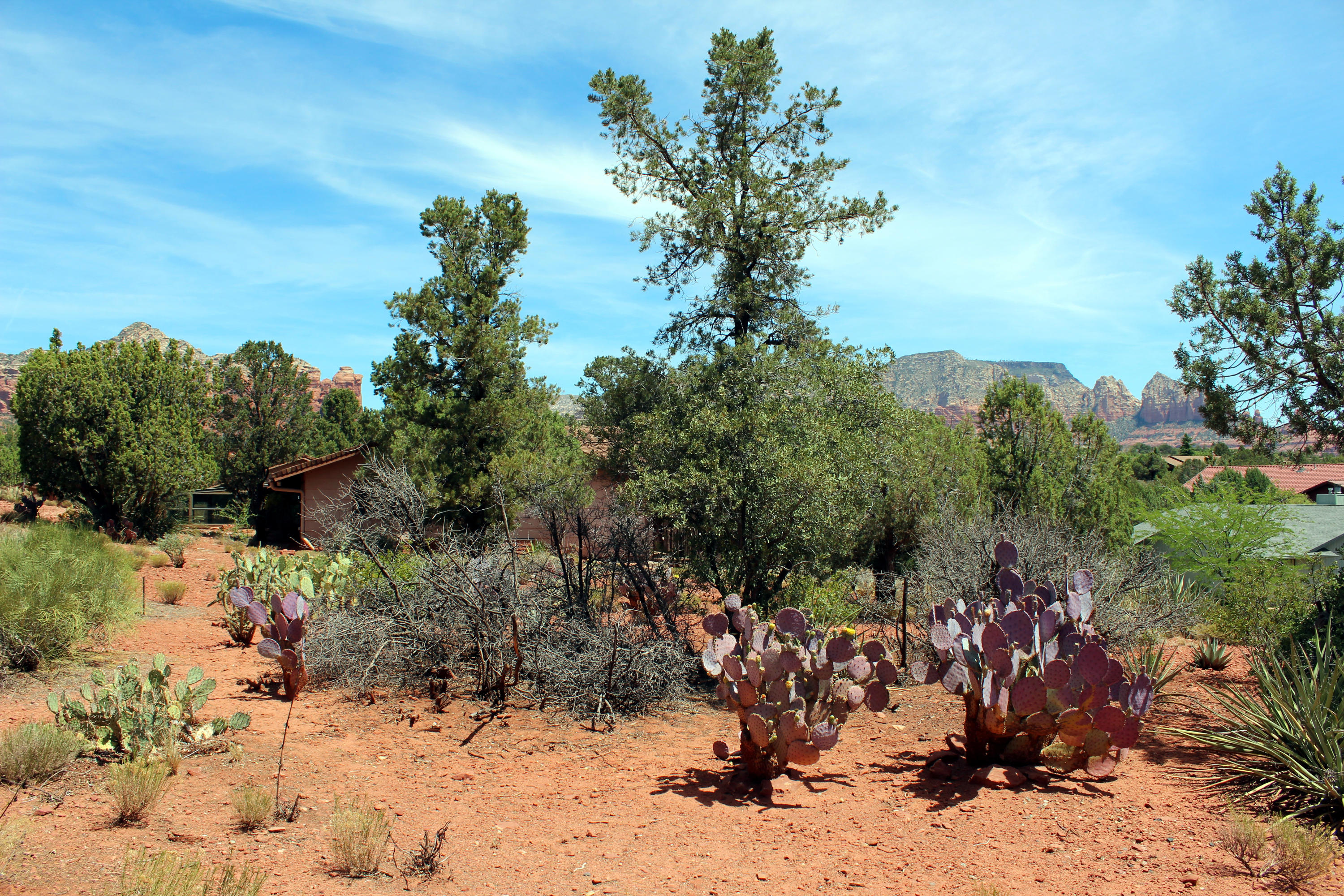 225 Ross Road Sedona, AZ 86336 - Photo 10 of 26 225 Ross Rd - Desert Vegetation
