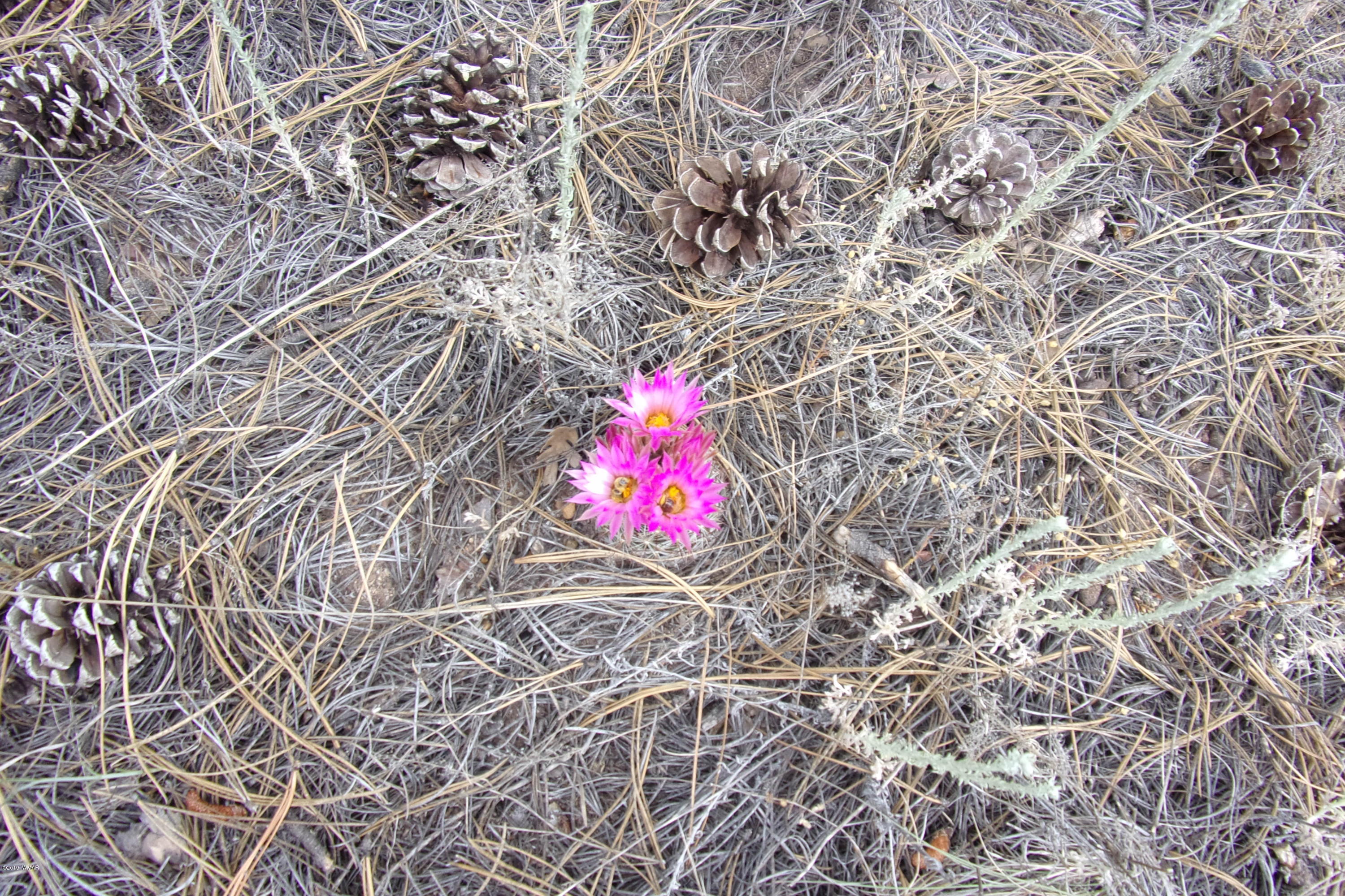 Tbd Tbd Elktrail Show Low, AZ 85901 - Photo 11 of 16