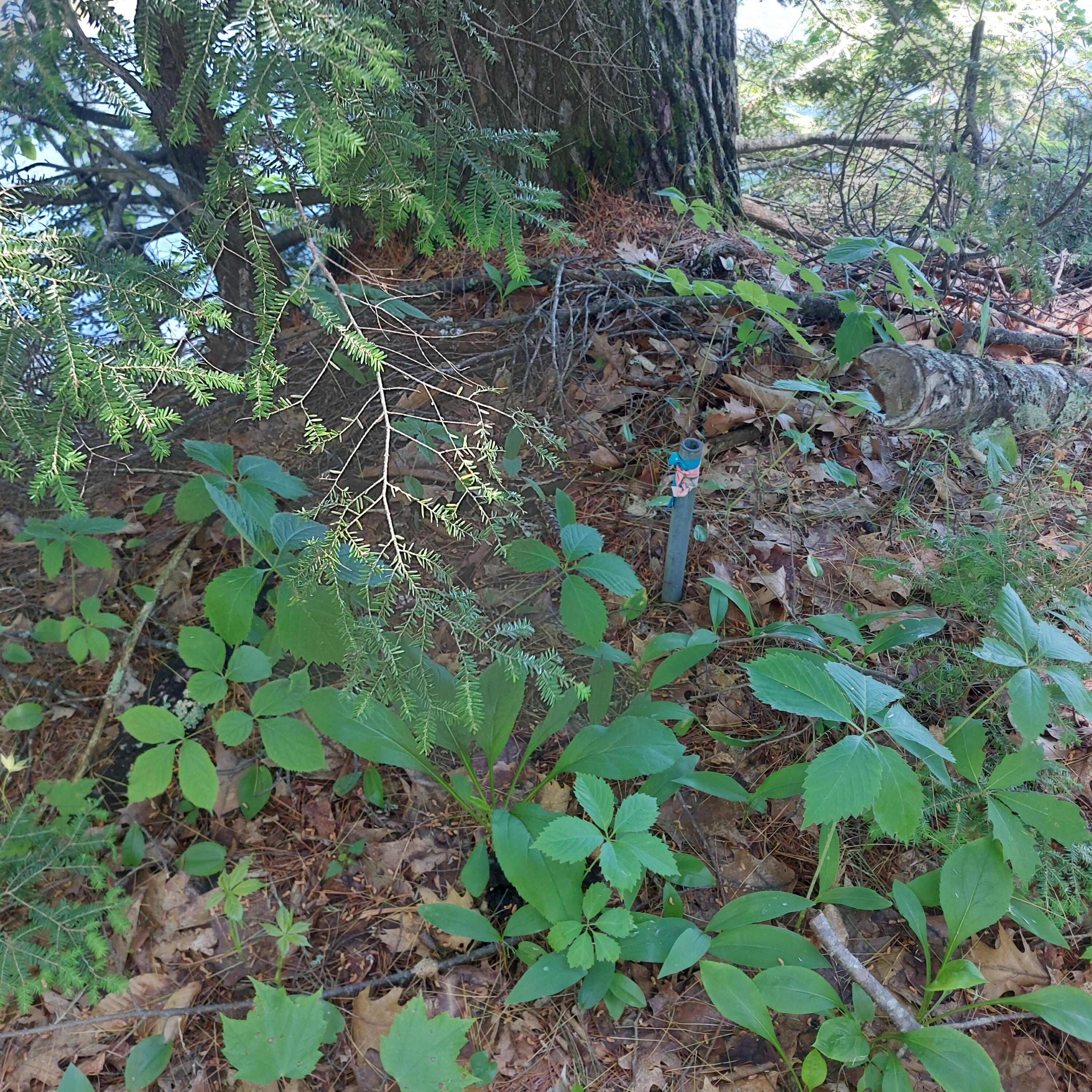 Lot 25 Sokokis Road Sebago, ME 04029 - Photo 25 of 29 pin4