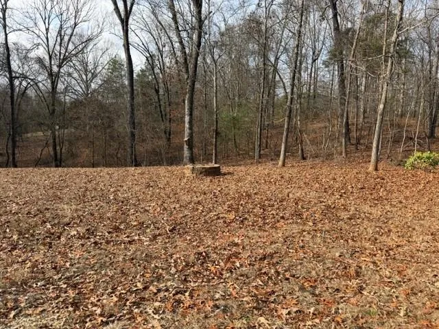 a view of a yard with trees