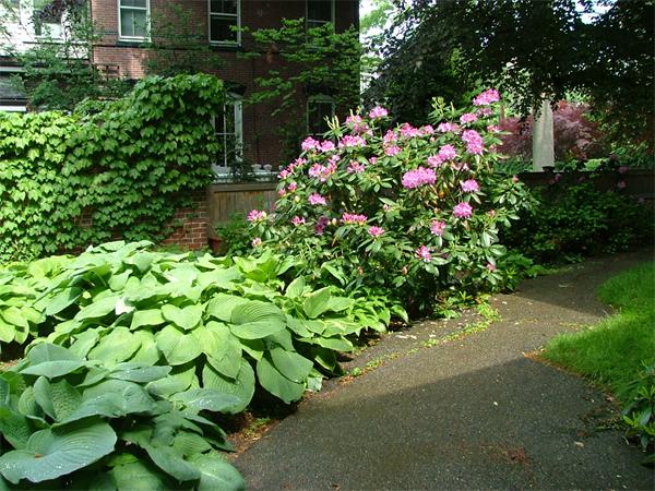 51 Upland Road Brookline, MA 02445 - Photo 12 of 14 a close up of a flower in a garden