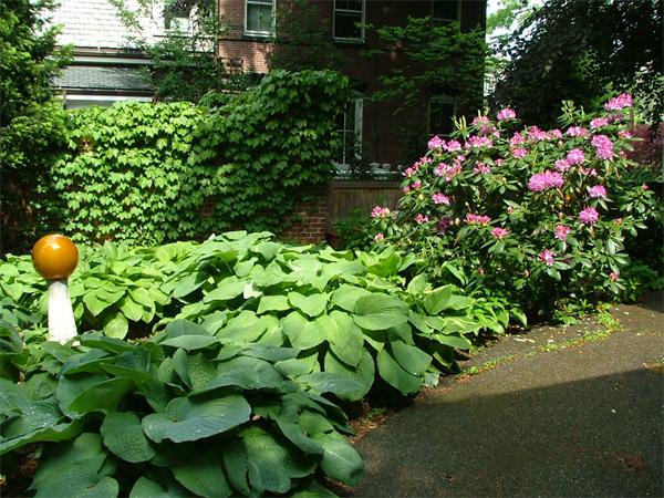 51 Upland Road Brookline, MA 02445 - Photo 10 of 14 a plant that is in a garden
