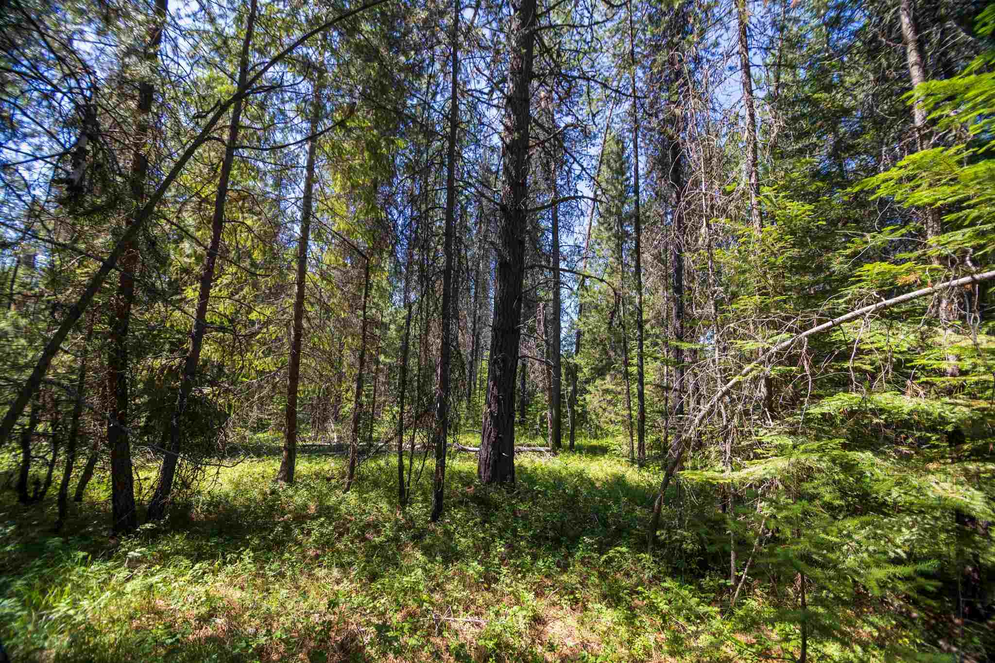 0 Pine Road Newport, WA 99156 - Photo 7 of 11 Gallery Image 7