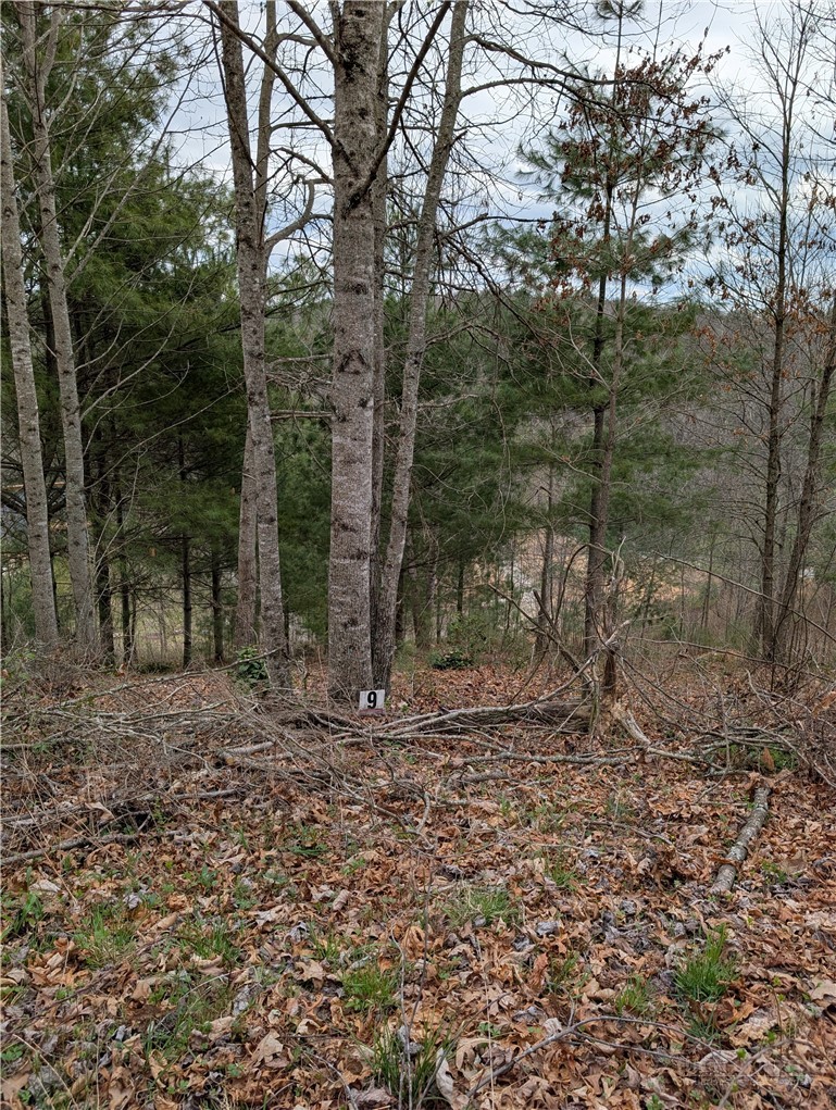 Savannah Ridge Road Fleetwood, NC 28626 - Photo 2 of 20 a view of a forest filled with trees