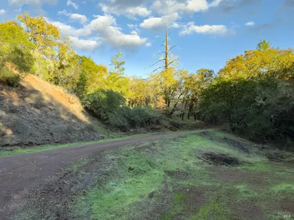 a view of a field with a tree