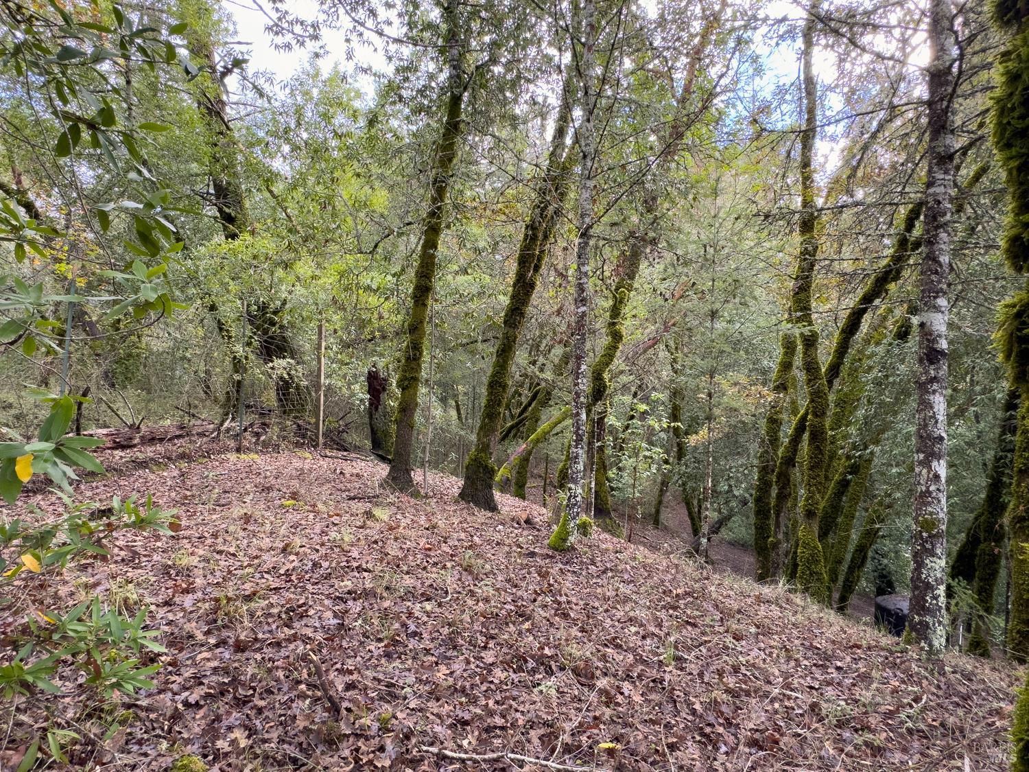 3100 Mill Creek Road Healdsburg, CA 95448 - Photo 37 of 41 a view of a forest filled with trees