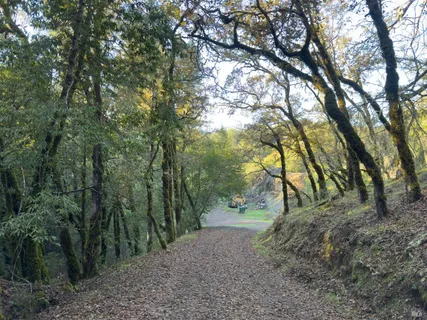 a view of a forest with trees in the background