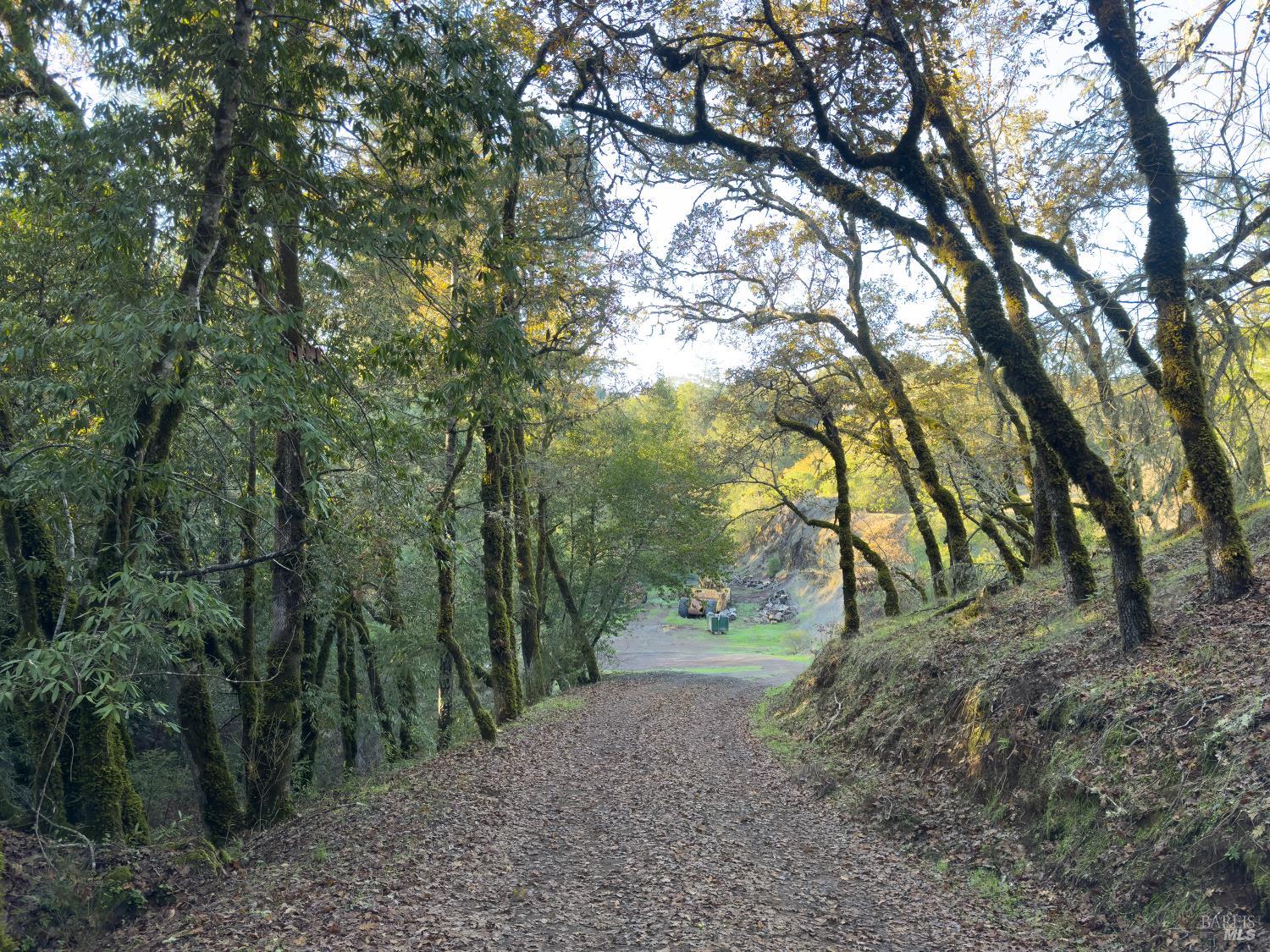 3100 Mill Creek Road Healdsburg, CA 95448 - Photo 38 of 41 a view of a forest with trees in the background