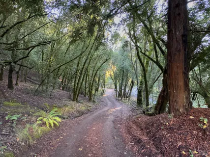 a view of a trees with a tree