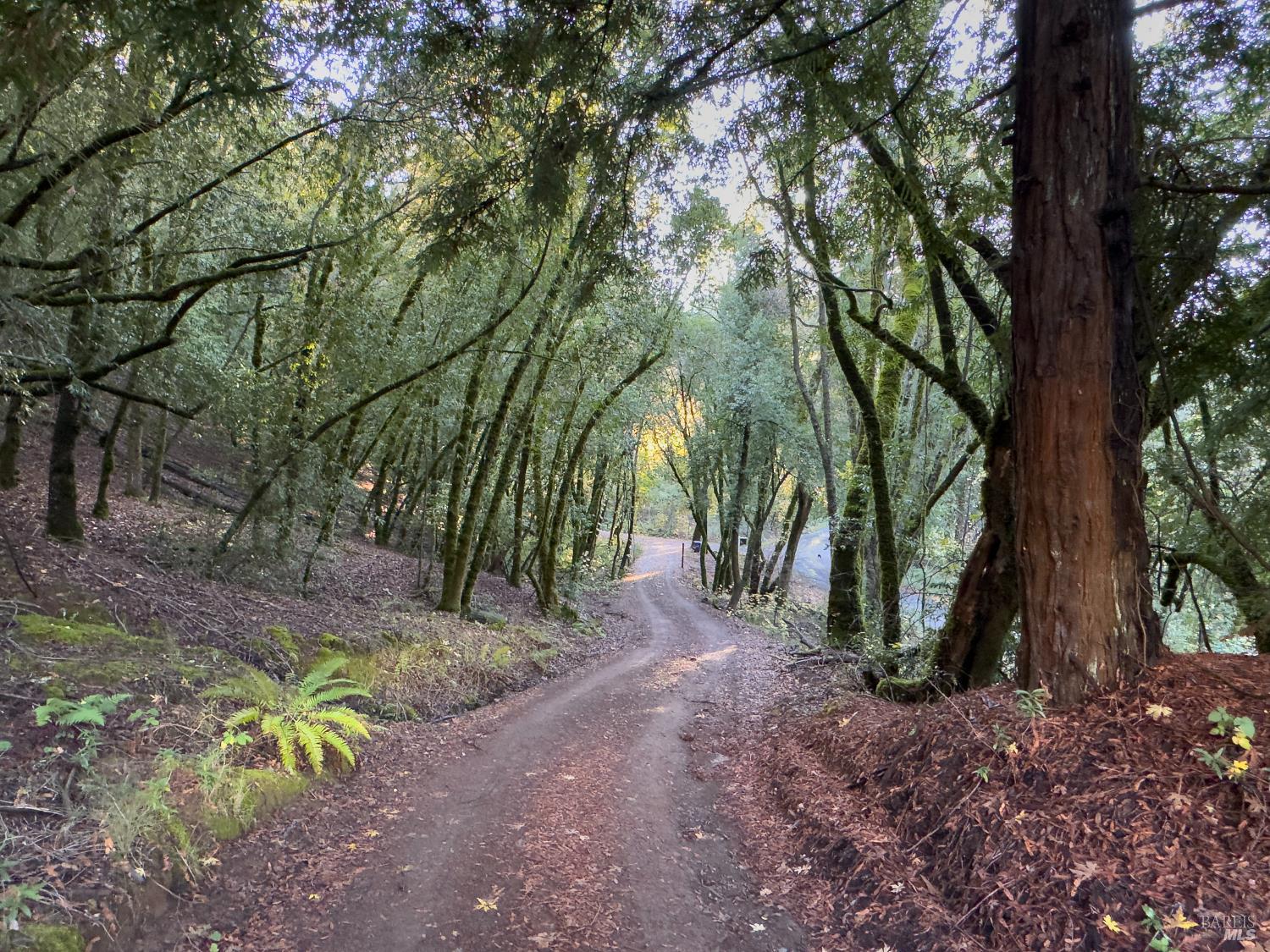3100 Mill Creek Road Healdsburg, CA 95448 - Photo 39 of 41 a view of a trees with a tree