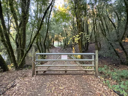 a view of backyard with wooden fence and large trees