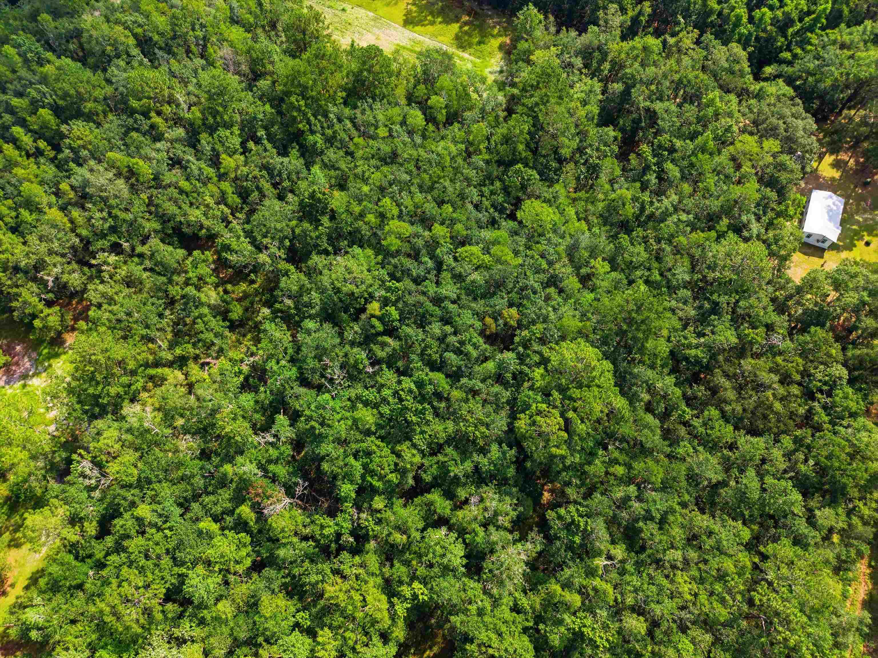 Xxx Neely Road Monticello, FL 32344 - Photo 16 of 37