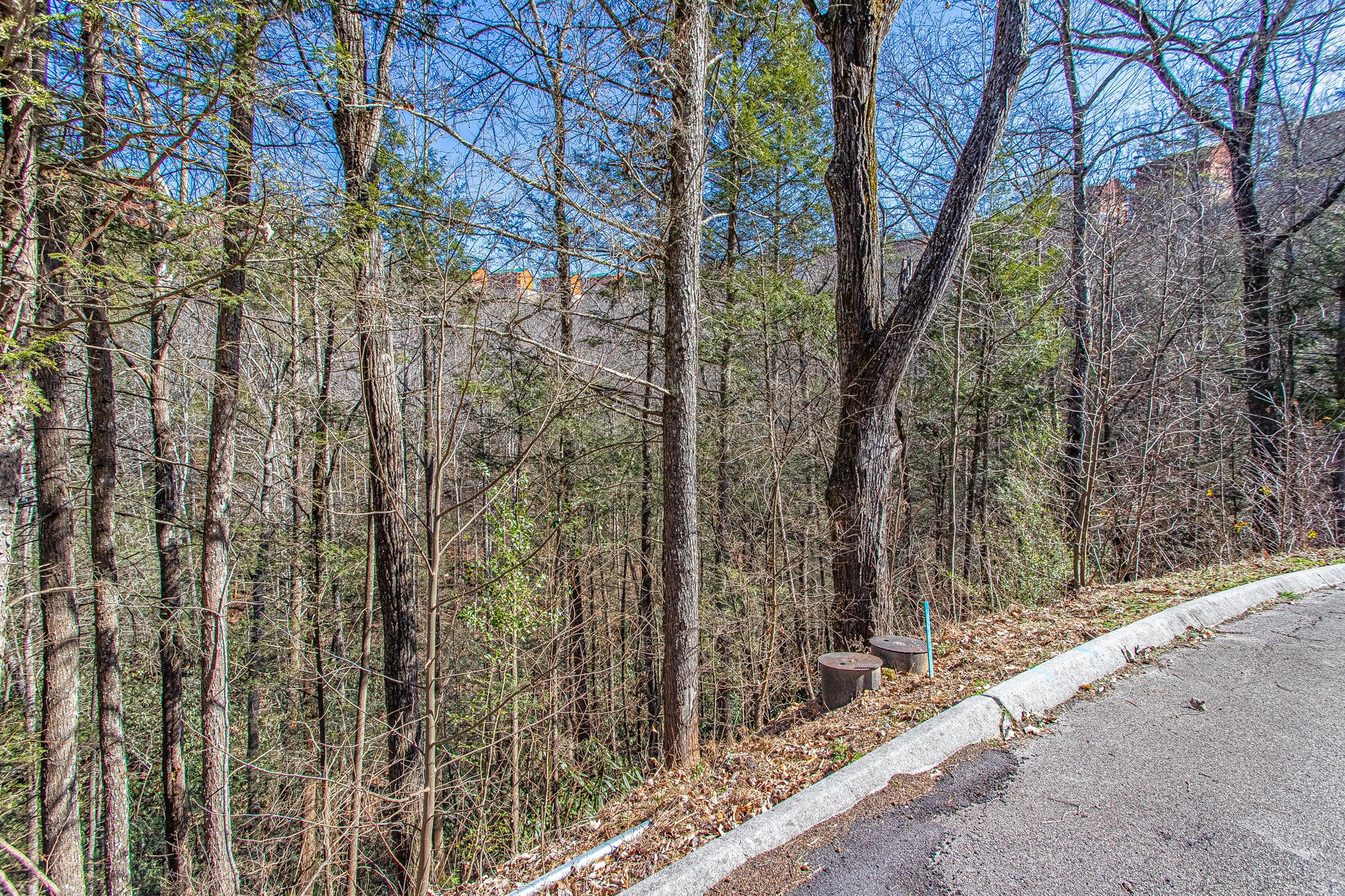 73 Smoky Ridge Way Sevierville, TN 37862 - Photo 3 of 12 a view of a forest that has a tree