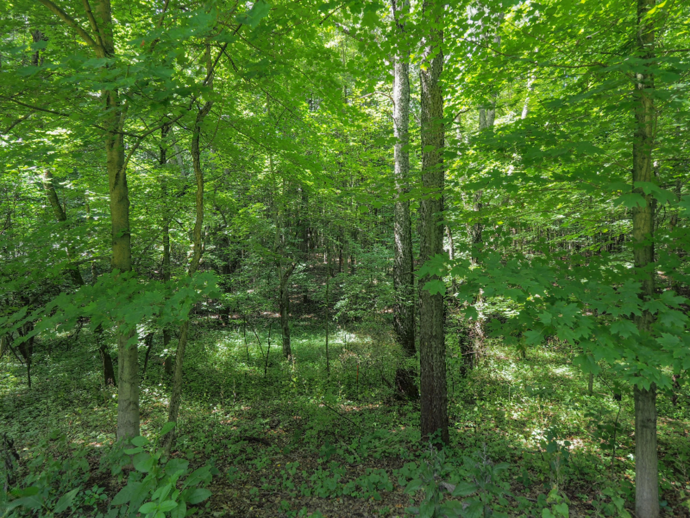51916 Wetherbee Road Marcellus, MI 49067 - Photo 30 of 35 51916 Wetherbee Rd-127