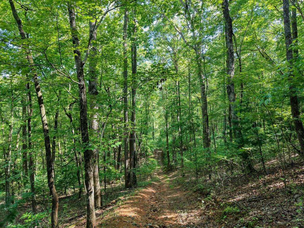 2 Blue Ridge Blue Ridge, GA 30513 - Photo 17 of 30