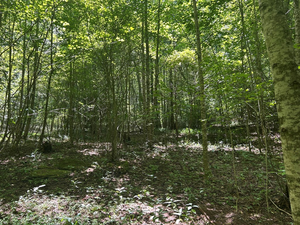 2 Blue Ridge Blue Ridge, GA 30513 - Photo 4 of 30