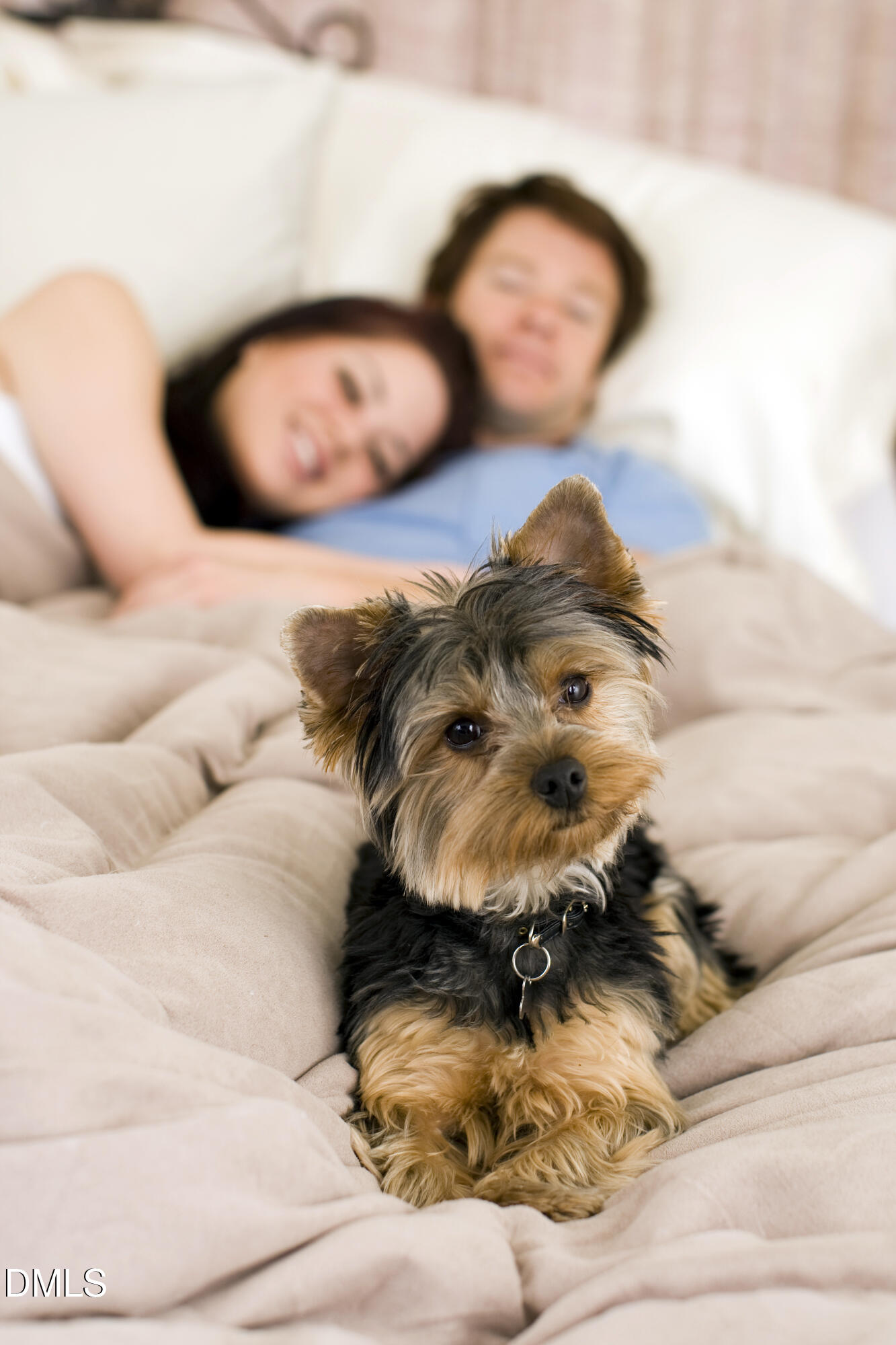 605 Hedrick Ridge Road, Unit 301 Cary, NC 27519 - Photo 37 of 42 Couple Sleeping with Dog_Couple Sleeping