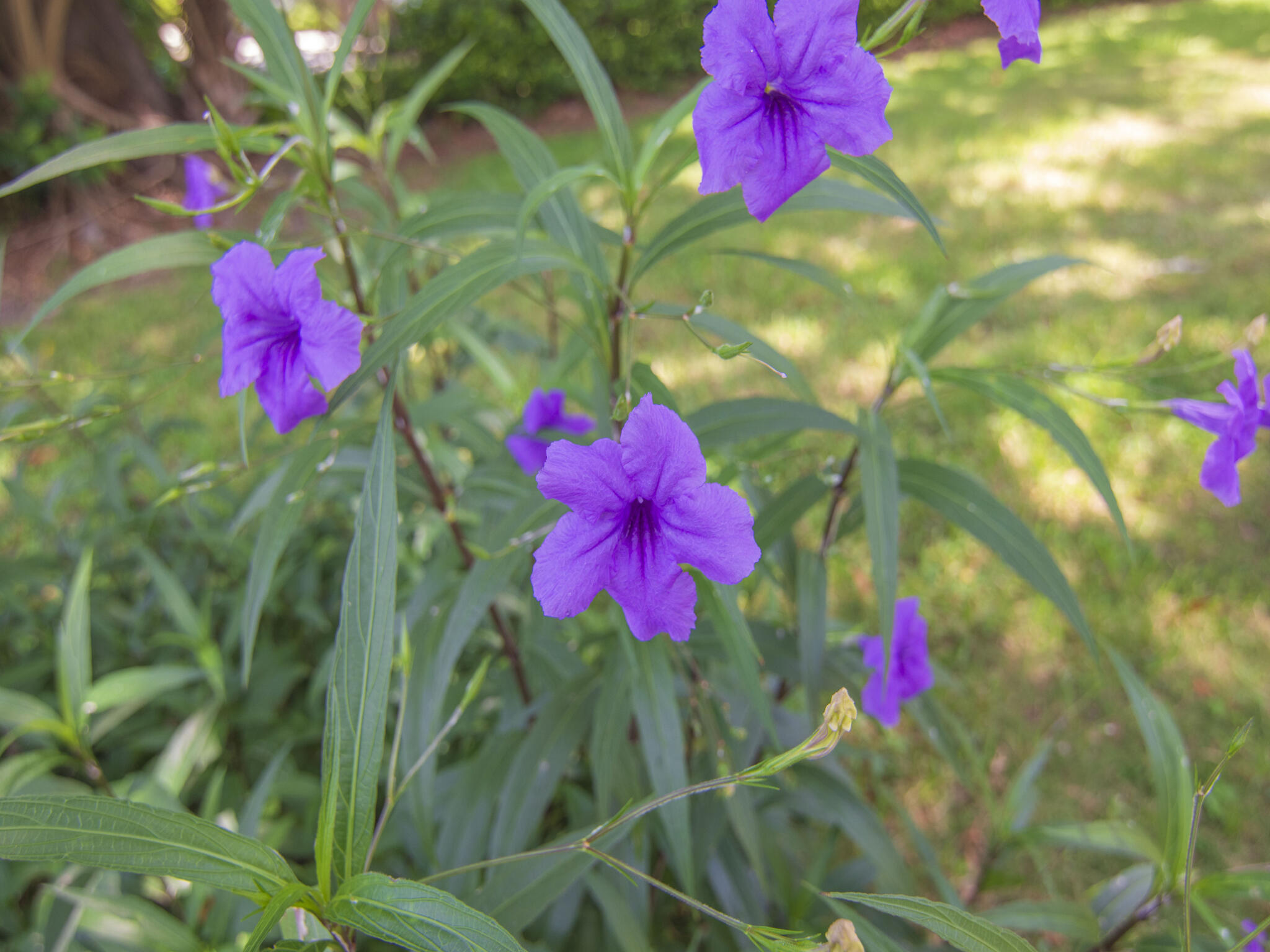 Undisclosed Address Vero Beach, FL 32960 - Photo 26 of 29 a view of a flower