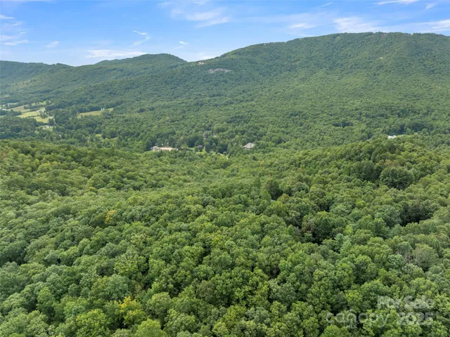 a view of a forest with trees