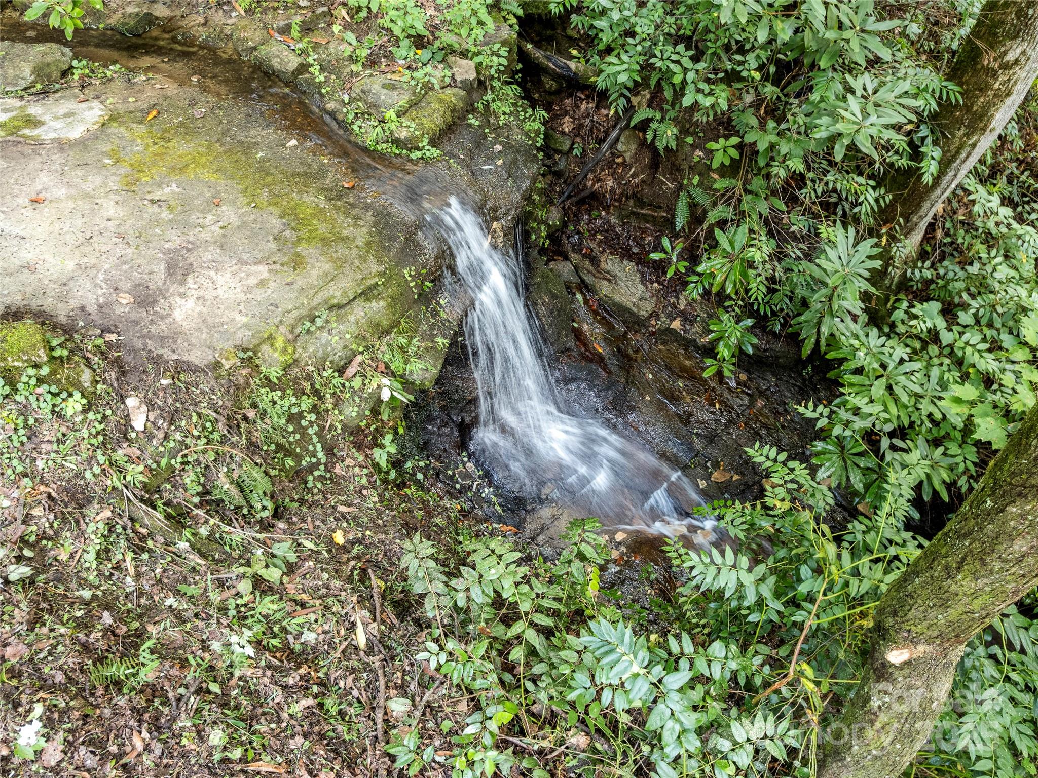 812 Crab Creek Road Hendersonville, NC 28739 - Photo 7 of 34 a plant in a garden