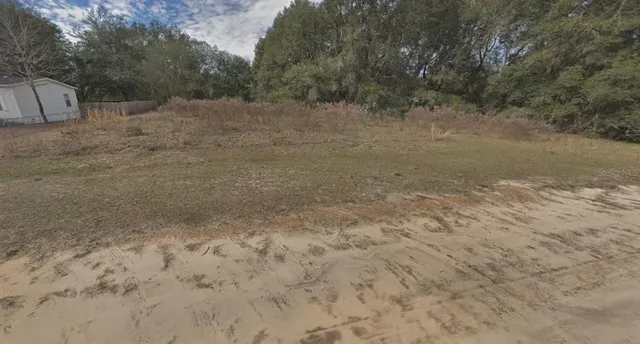 a view of a dry yard covered with trees