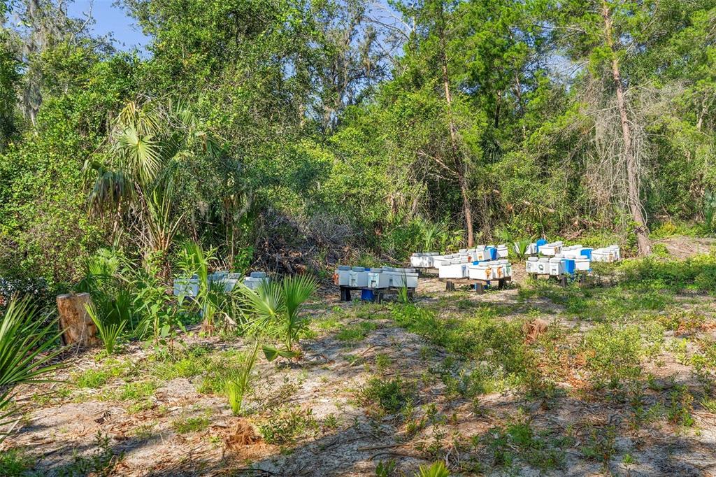 1835 South Glencoe Road New Smyrna Beach, FL 32168 - Photo 15 of 29 a view of a garden with plants and large trees