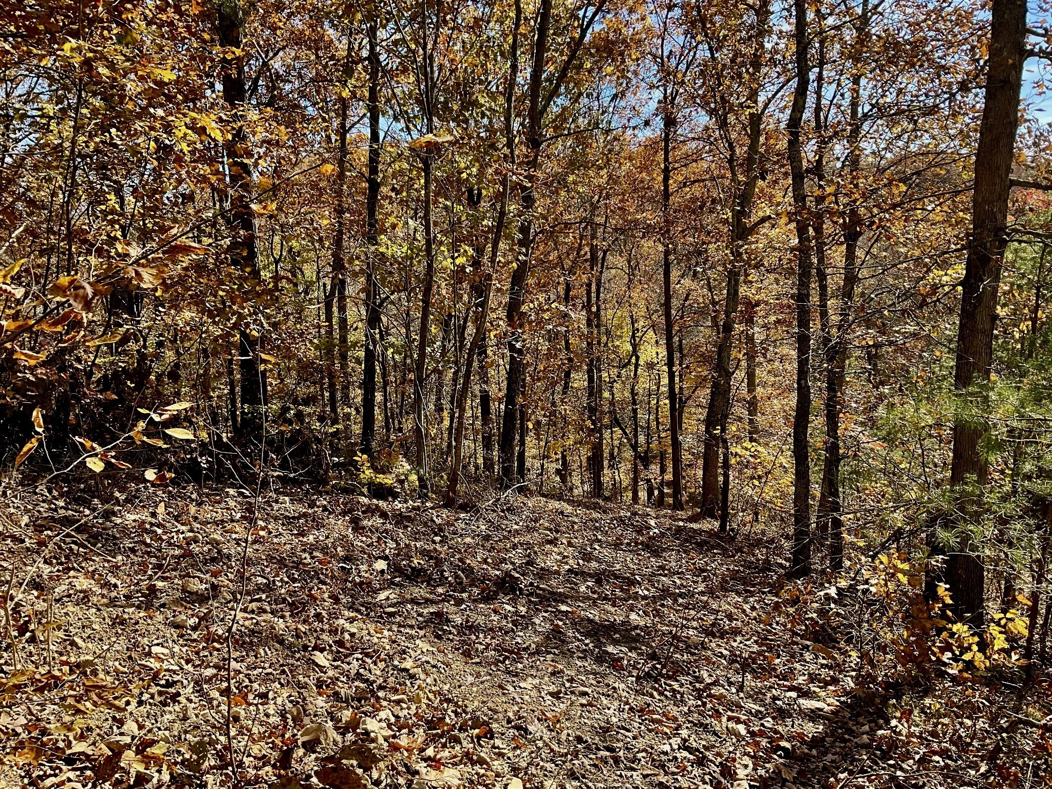 0 Forrest Crossing Waverly, TN 37185 - Photo 4 of 13 a view of a large yard with lots of bushes