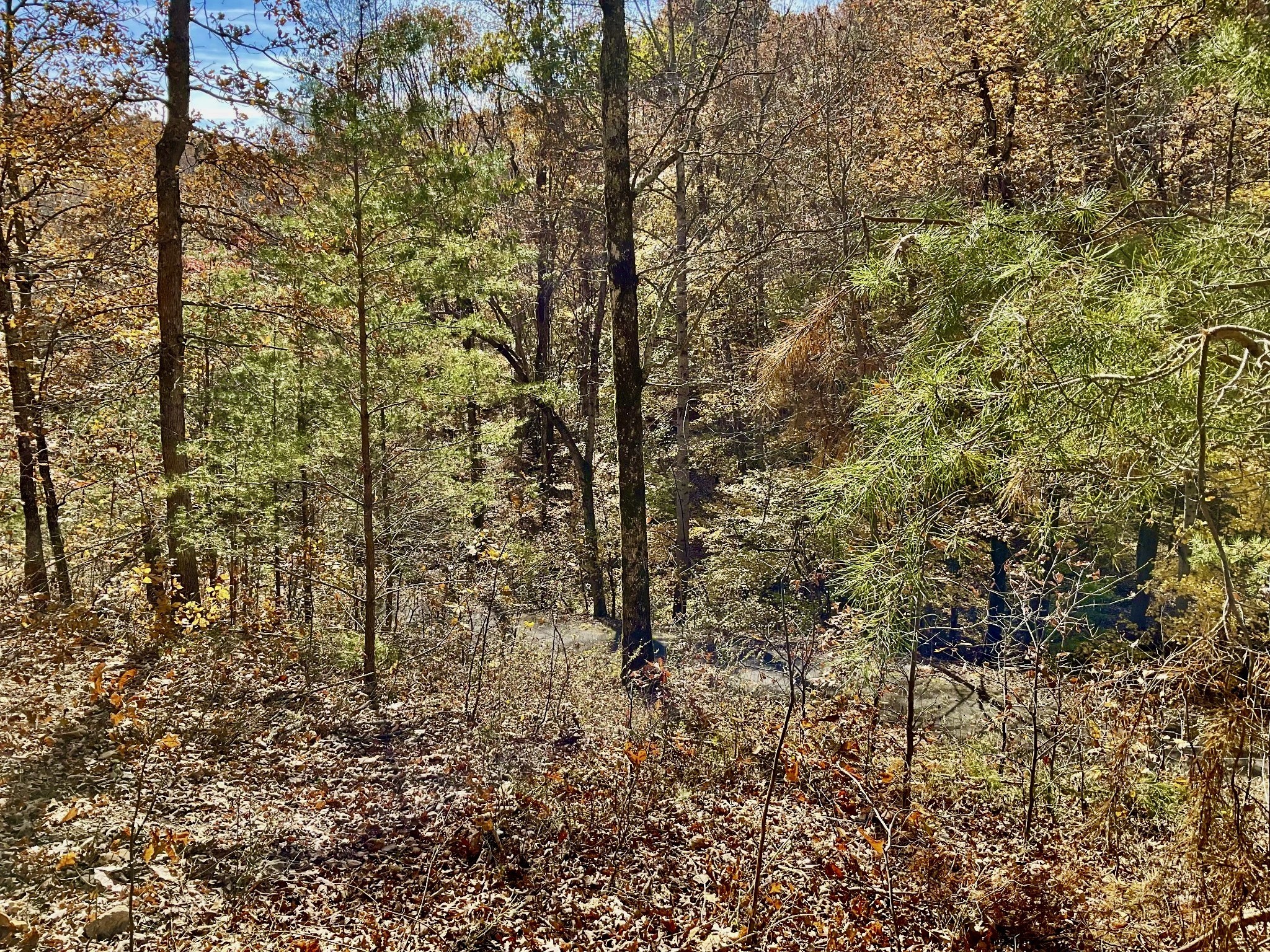 0 Forrest Crossing Waverly, TN 37185 - Photo 8 of 13 a view of a yard with lots of trees
