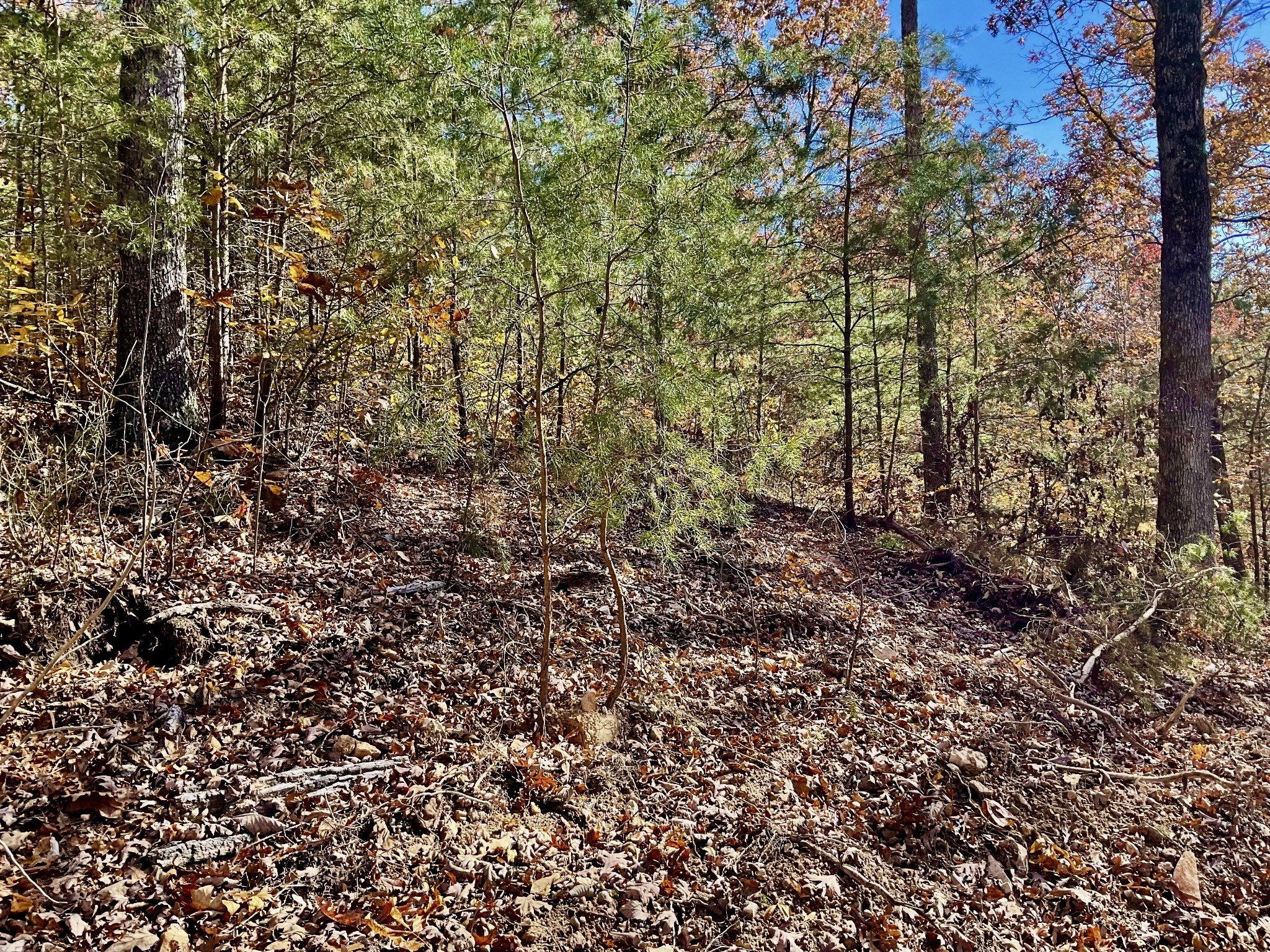 0 Forrest Crossing Waverly, TN 37185 - Photo 10 of 13 a view of a yard with a tree
