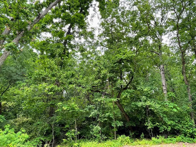 a view of a lush green forest