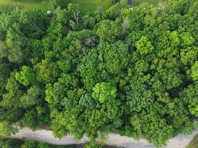a view of a forest with a tree