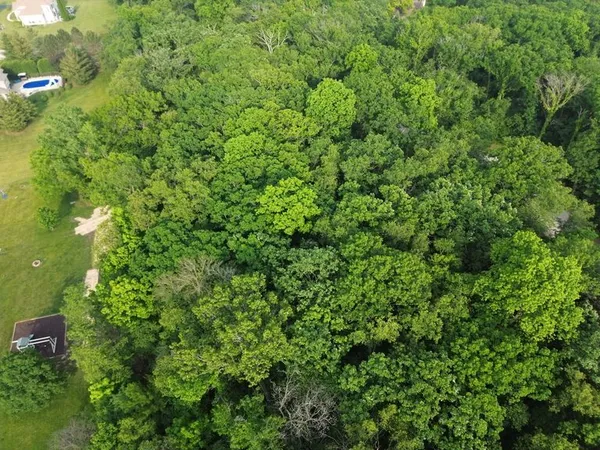 a view of a lush green forest with lawn chairs