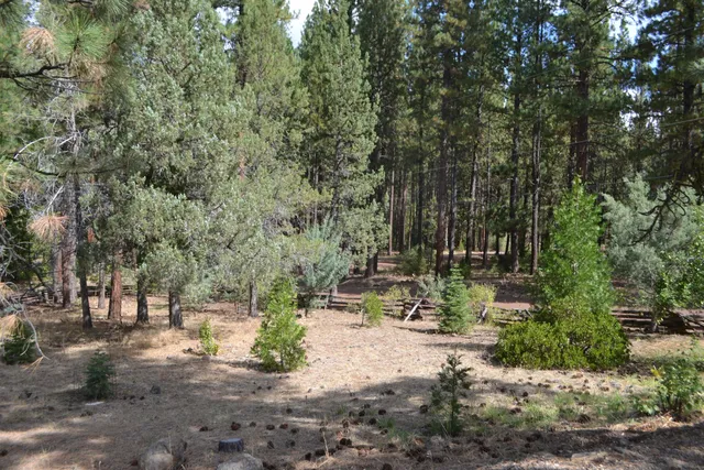 a view of yard with green space