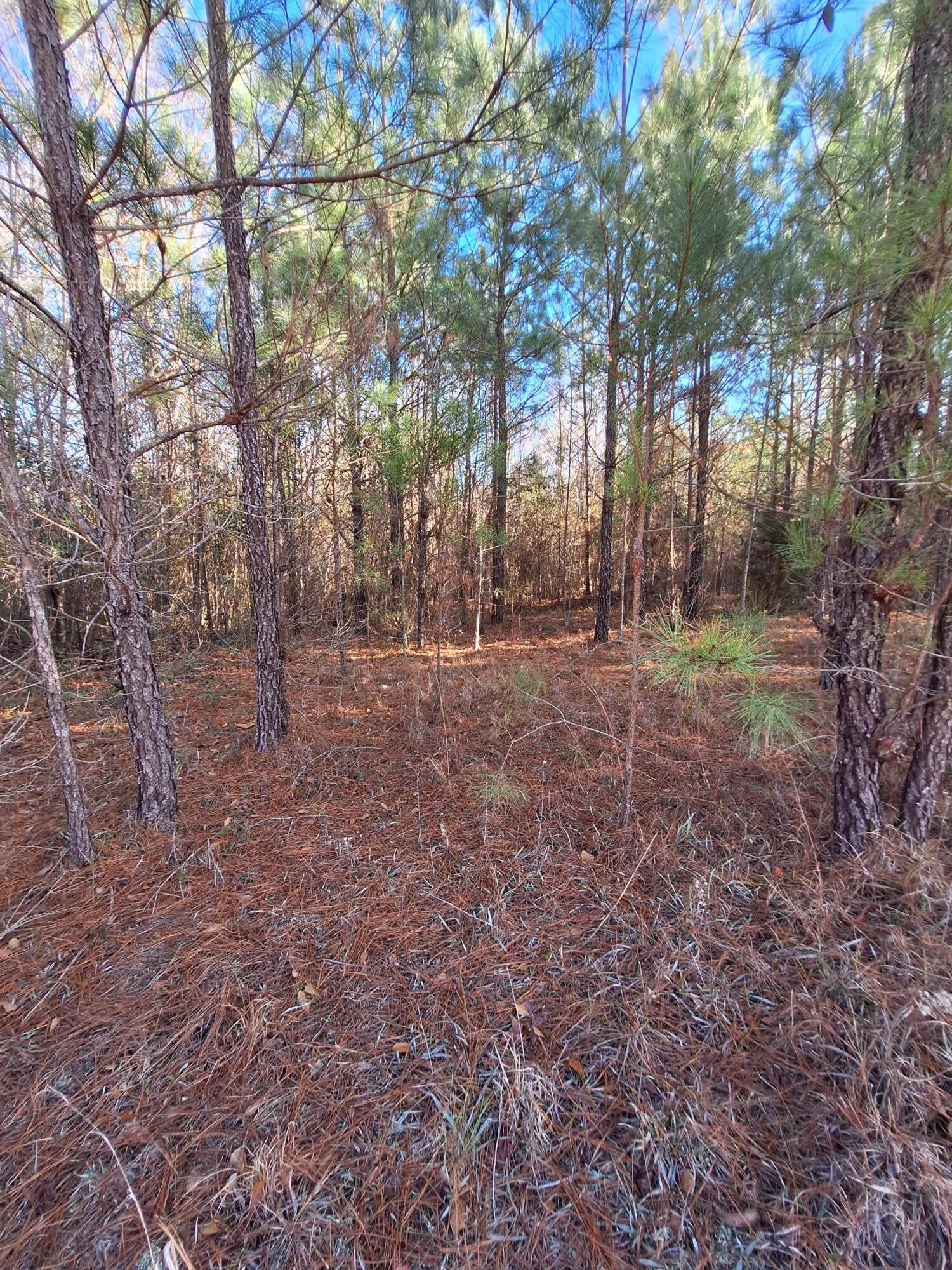 5640 Dinkins Mill Road Rembert, SC 29128 - Photo 3 of 5 Gallery Image 3