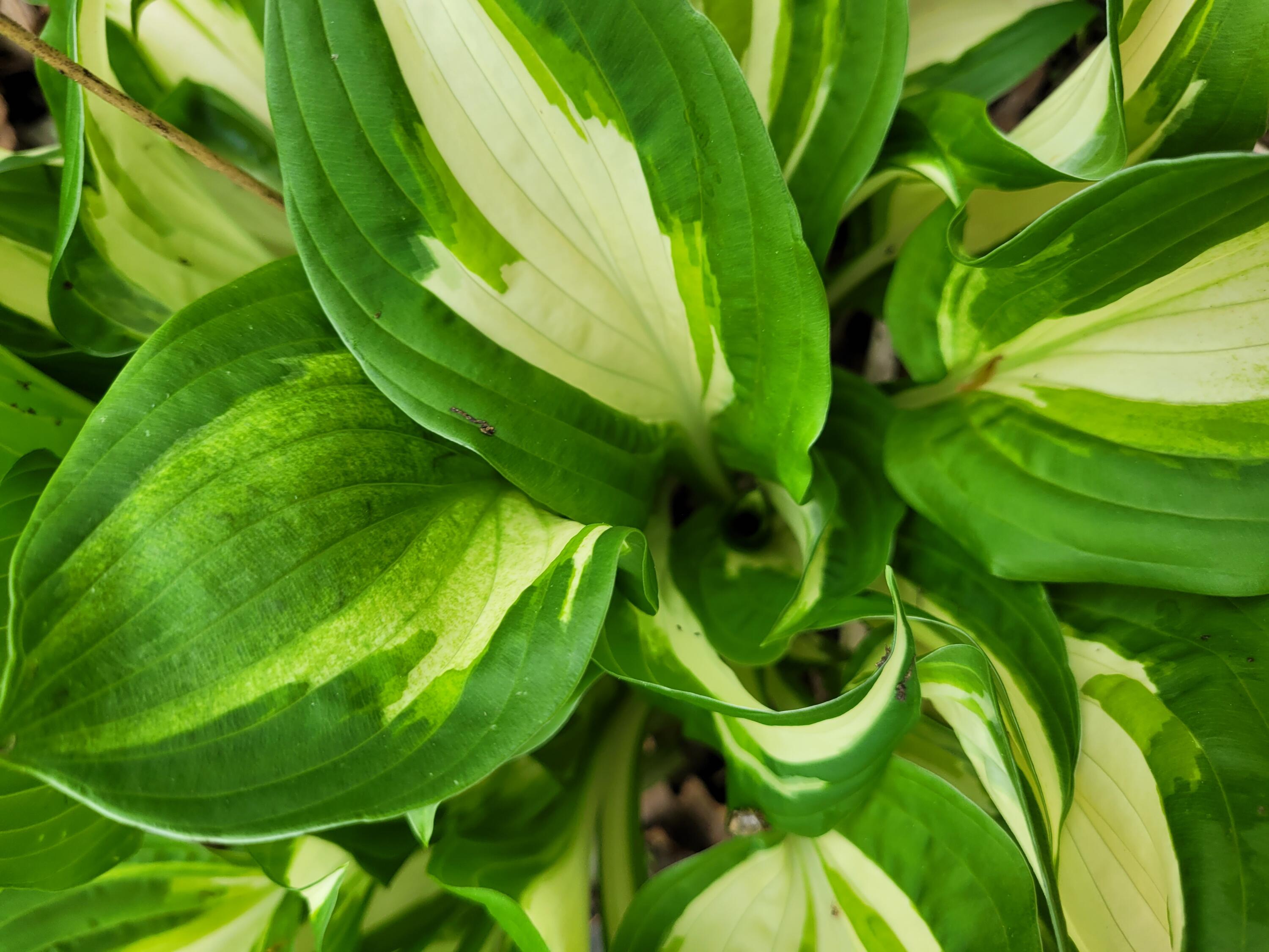 1773 Hudson Road Hudson, ME 04449 - Photo 51 of 61 hostas