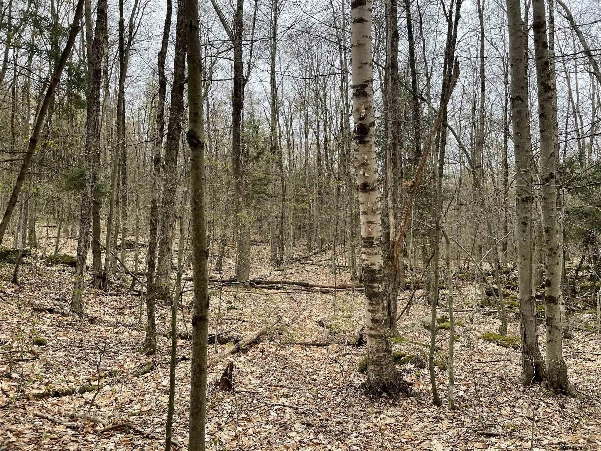 0 County Rt 404 Westerlo, NY 12193 - Photo 1 of 3 Photo 1