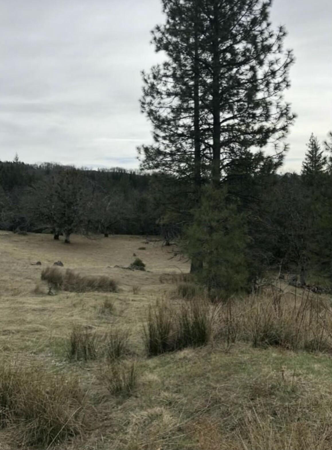 0 Buck Mountain Road Bridgeville, CA 95526 - Photo 3 of 8