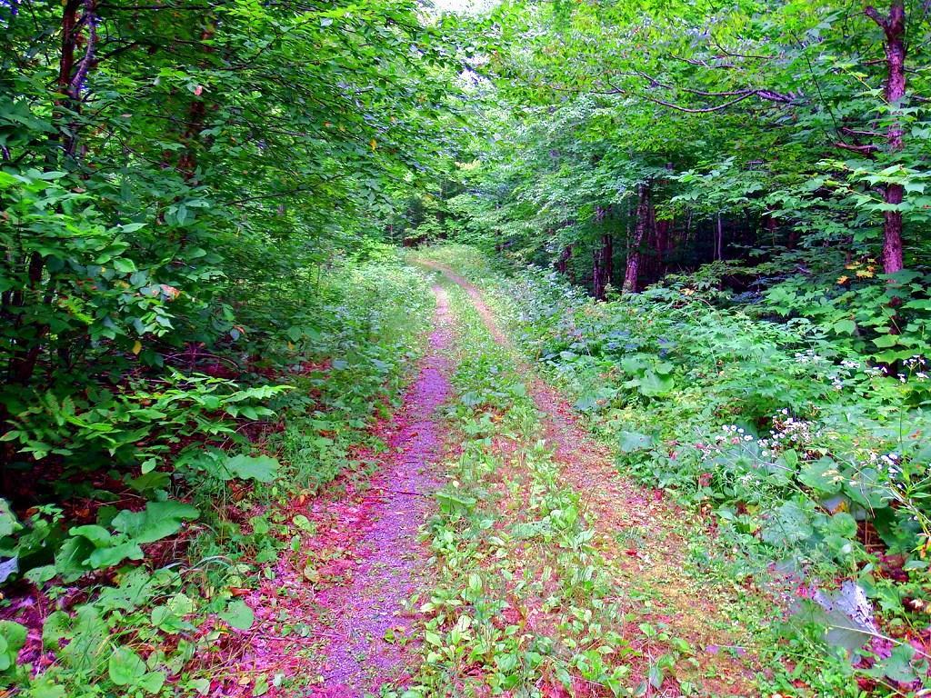 Lot 29 Cone Road Amity, ME 04471 - Photo 8 of 23 Photo
