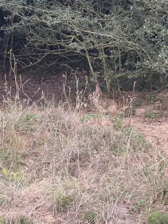 a view of a backyard of the house