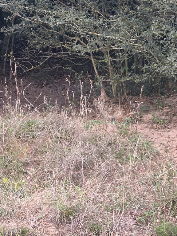 1743 Zimmerscheidt Road New Ulm, TX 78950 - Photo 3 of 13